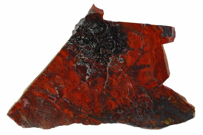Polished Stromatolite (Collenia) Slab - Minnesota #129233